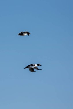 Erkek, sıradan bir altın gözlü ördek baharın güneşli bir gününde Danimarka 'nın kuzeyindeki bir limanın üzerinde uçuyor..