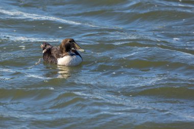 Danimarka 'nın kuzeyinde, baharın rüzgarlı bir gününde, denizde yüzen dişi bir ördek..