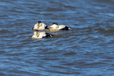 Danimarka 'nın kuzeyinde baharda rüzgarlı bir günde denizde yüzen Eider ördeği..