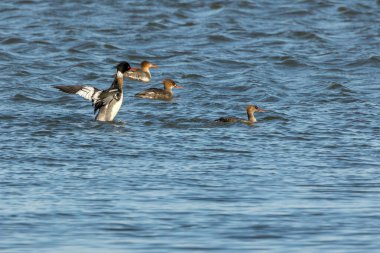 Kuzey Danimarka 'da, rüzgarlı ama güneşli bir baharda denizde yüzen bir grup kızıl göğüslü merganser..