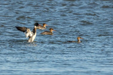 Kuzey Danimarka 'da, rüzgarlı ama güneşli bir baharda denizde yüzen bir grup kızıl göğüslü merganser..