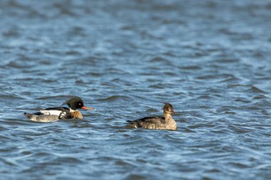 Danimarka 'nın kuzeyinde, bahar aylarında rüzgarlı ama güneşli bir günde yüzen kızıl göğüslü dişi bir merganser..