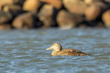 Danimarka 'nın kuzeyinde, baharın rüzgarlı bir gününde, denizde yüzen dişi bir ördek..