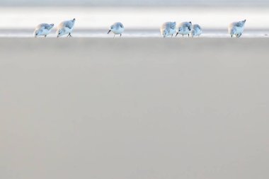 Bir grup çulluk, baharın soğuk ama güneşli bir gününde Danimarka 'nın kuzeyindeki bir plaj boyunca koşuyor..