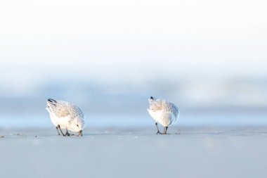 Bir grup çulluk, baharın soğuk ama güneşli bir gününde Danimarka 'nın kuzeyindeki bir plaj boyunca koşuyor..