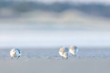 Bir grup çulluk, baharın soğuk ama güneşli bir gününde Danimarka 'nın kuzeyindeki bir plaj boyunca koşuyor..