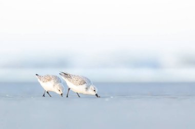 Bir grup çulluk, baharın soğuk ama güneşli bir gününde Danimarka 'nın kuzeyindeki bir plaj boyunca koşuyor..