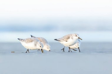 Bir grup çulluk, baharın soğuk ama güneşli bir gününde Danimarka 'nın kuzeyindeki bir plaj boyunca koşuyor..