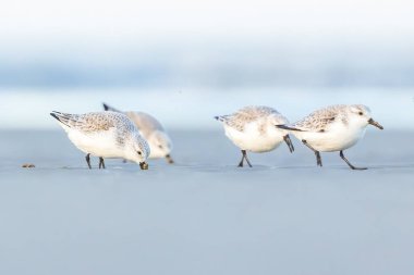 Bir grup çulluk, baharın soğuk ama güneşli bir gününde Danimarka 'nın kuzeyindeki bir plaj boyunca koşuyor..
