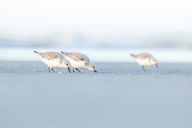 Bir grup çulluk, baharın soğuk ama güneşli bir gününde Danimarka 'nın kuzeyindeki bir plaj boyunca koşuyor..