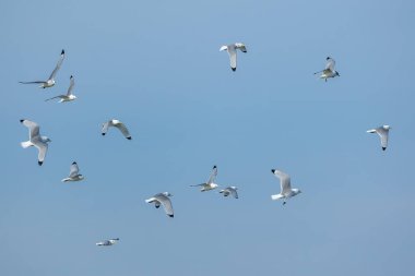 Danimarka 'nın kuzeyindeki bir plajın üzerinde uçan martılar. Baharın rüzgârlı bir gününde mavi gökyüzü..