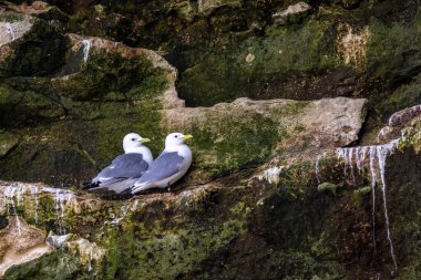 Danimarka 'nın kuzeyindeki bir sahilde, ilkbaharda rüzgarlı bir günde yuvalarında oturan martı kolonisi..