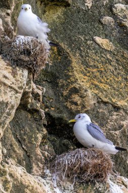 Danimarka 'nın kuzeyindeki bir sahilde, ilkbaharda rüzgarlı bir günde yuvalarında oturan martı kolonisi..