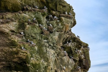 Danimarka 'nın kuzeyindeki bir sahilde, ilkbaharda rüzgarlı bir günde yuvalarında oturan martı kolonisi..