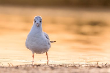 Danimarka 'nın kuzeyindeki kumsalda kara kafalı bir martı. Baharın rüzgarlı bir gününde.