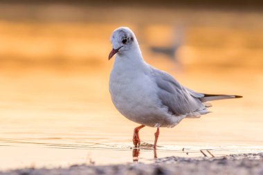 Danimarka 'nın kuzeyindeki kumsalda kara kafalı bir martı. Baharın rüzgarlı bir gününde.