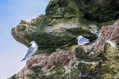 Danimarka 'nın kuzeyindeki bir sahilde, ilkbaharda rüzgarlı bir günde yuvalarında oturan martı kolonisi..