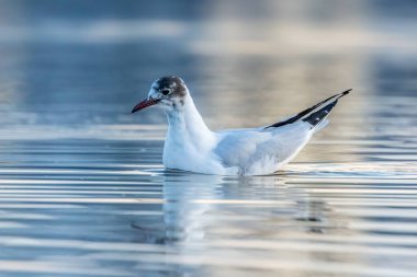 Danimarka 'nın kuzeyindeki kumsalda kara kafalı bir martı. Baharın rüzgarlı bir gününde.