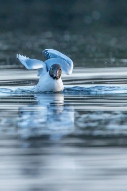 Danimarka 'nın kuzeyindeki kumsalda kara kafalı bir martı. Baharın rüzgarlı bir gününde.