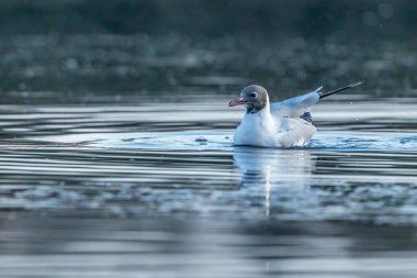 Danimarka 'nın kuzeyindeki kumsalda kara kafalı bir martı. Baharın rüzgarlı bir gününde.