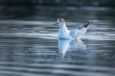 Danimarka 'nın kuzeyindeki kumsalda kara kafalı bir martı. Baharın rüzgarlı bir gününde.