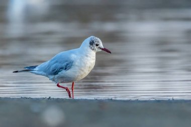 Siyah kafalı bir martı, baharın rüzgarlı bir gününde Danimarka 'nın kuzeyinde bir kumsalda solucan yakalıyor..