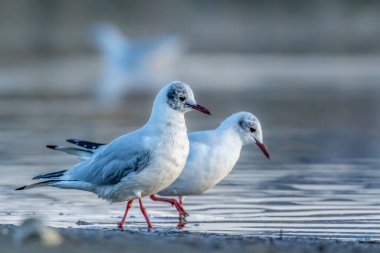 Danimarka 'nın kuzeyindeki bir sahilde, ilkbaharda rüzgarlı bir günde siyah başlı martılar.