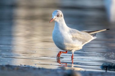Siyah kafalı bir martı, baharın rüzgarlı bir gününde Danimarka 'nın kuzeyinde bir kumsalda solucan yakalıyor..