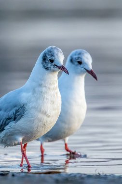 Danimarka 'nın kuzeyindeki bir sahilde, ilkbaharda rüzgarlı bir günde siyah başlı martılar.
