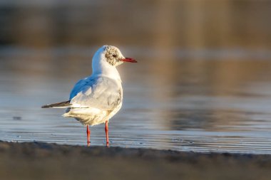 Siyah kafalı bir martı, baharın rüzgarlı bir gününde Danimarka 'nın kuzeyinde bir kumsalda solucan yakalıyor..