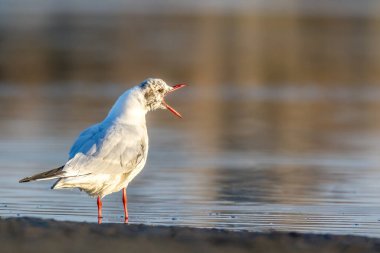Siyah kafalı bir martı, baharın rüzgarlı bir gününde Danimarka 'nın kuzeyinde bir kumsalda solucan yakalıyor..