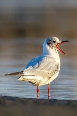 Siyah kafalı bir martı, baharın rüzgarlı bir gününde Danimarka 'nın kuzeyinde bir kumsalda solucan yakalıyor..