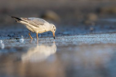 Siyah kafalı bir martı, baharın rüzgarlı bir gününde Danimarka 'nın kuzeyinde bir kumsalda solucan yakalıyor..