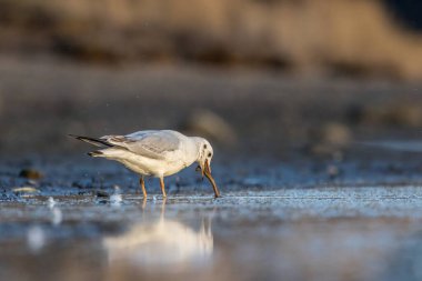 Siyah kafalı bir martı, baharın rüzgarlı bir gününde Danimarka 'nın kuzeyinde bir kumsalda solucan yakalıyor..