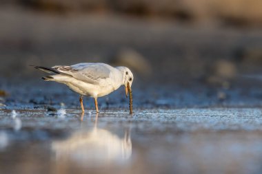 Siyah kafalı bir martı, baharın rüzgarlı bir gününde Danimarka 'nın kuzeyinde bir kumsalda solucan yakalıyor..