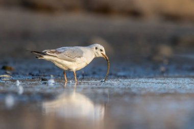 Siyah kafalı bir martı, baharın rüzgarlı bir gününde Danimarka 'nın kuzeyinde bir kumsalda solucan yakalıyor..