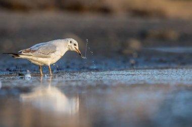 Siyah kafalı bir martı, baharın rüzgarlı bir gününde Danimarka 'nın kuzeyinde bir kumsalda solucan yakalıyor..