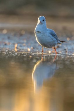 Siyah kafalı bir martı, baharın rüzgarlı bir gününde Danimarka 'nın kuzeyinde bir kumsalda solucan yakalıyor..