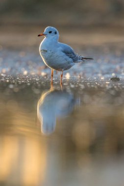 Siyah kafalı bir martı, baharın rüzgarlı bir gününde Danimarka 'nın kuzeyinde bir kumsalda solucan yakalıyor..