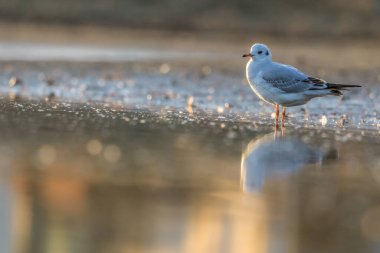 Siyah kafalı bir martı, baharın rüzgarlı bir gününde Danimarka 'nın kuzeyinde bir kumsalda solucan yakalıyor..