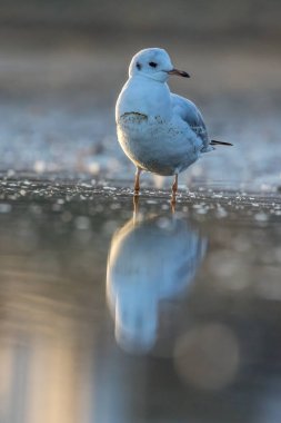 Siyah kafalı bir martı, baharın rüzgarlı bir gününde Danimarka 'nın kuzeyinde bir kumsalda solucan yakalıyor..