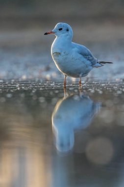 Siyah kafalı bir martı, baharın rüzgarlı bir gününde Danimarka 'nın kuzeyinde bir kumsalda solucan yakalıyor..