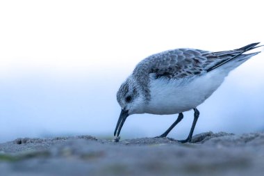 Kuzey Danimarka 'da, baharda soğuk ama güneşli bir günde sahilde koşan bir kum düdükçüsü..