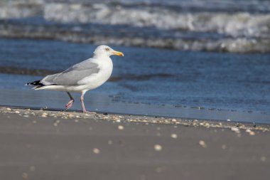 Danimarka 'nın kuzeyindeki bir sahilde, ilkbaharda rüzgarlı bir günde sudaki martı..