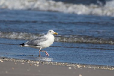 Danimarka 'nın kuzeyindeki bir sahilde, ilkbaharda rüzgarlı bir günde sudaki martı..