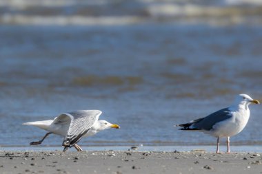 Danimarka 'nın kuzeyindeki bir sahilden, baharda rüzgarlı bir günde martı uçmaya başlıyor.