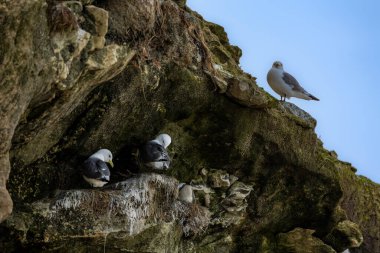 Danimarka 'nın kuzeyindeki bir sahilde, ilkbaharda rüzgarlı bir günde yuvalarında oturan martı kolonisi..