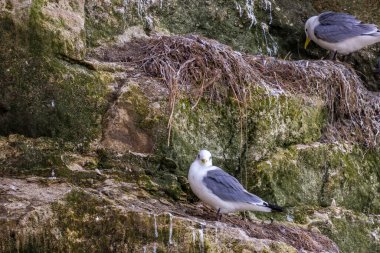 Danimarka 'nın kuzeyindeki bir sahilde, ilkbaharda rüzgarlı bir günde yuvalarında oturan martı kolonisi..