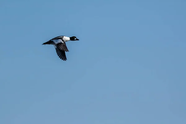 Anatra Comune Maschio Goldeneye Volare Sopra Porto Nel Nord Della — Foto Stock