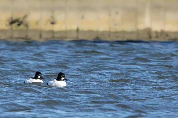 Deux Canards Dorés Mâles Nageant Dans Port Nord Danemark Par — Photo